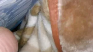 দুষ্টু ভিকি তার বাংল ...