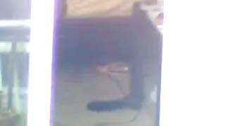 ওল্ড ল্যাটিন দুশ্চরি ...